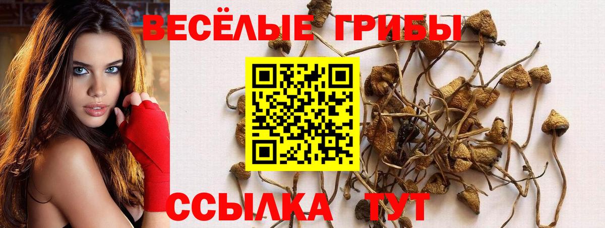 Борисоглебск  Галлюциногенные грибы Psilocybine cubensis  Вход с VPN 